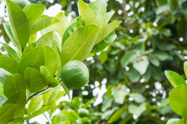 istock Fresh green lemon limes on tree in organic garden 881286118