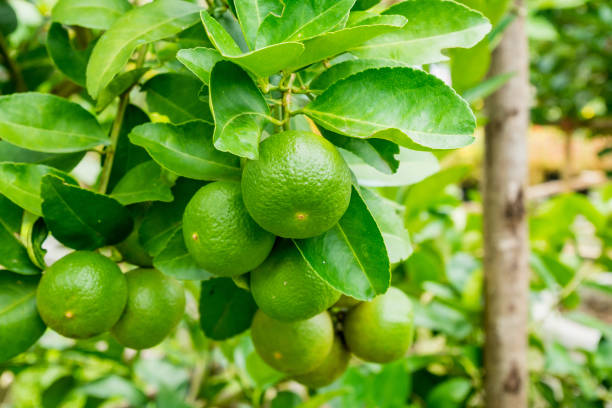 istock Fresh green lemon limes on tree in organic garden 881286120