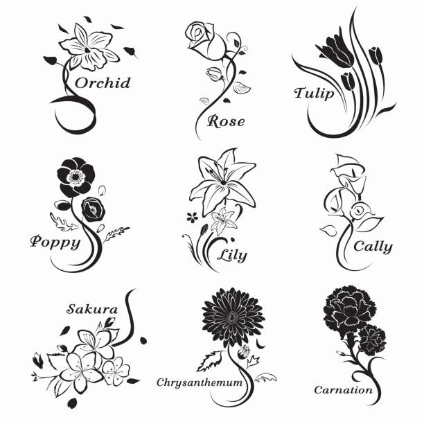 ilustrações, clipart, desenhos animados e ícones de coleção-de-descrito-flores - lily calla lily flower single flower