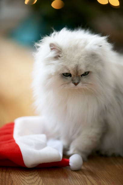 istock Beautiful white Fancy Feast cat sitting next to Santa's hat 881298106