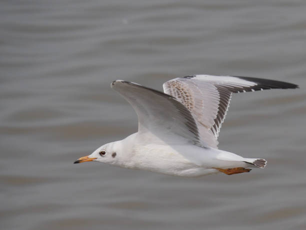 istock Seagulls in the air 881303744