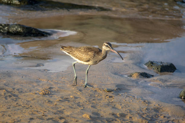 Hudsonian Curlew (Numenius hudsonicus) - Fernando de Noronha, Pernambuco, Brazil Hudsonian Curlew (Numenius hudsonicus) - Fernando de Noronha, Pernambuco, Brazil numenius americanus stock pictures, royalty-free photos & images