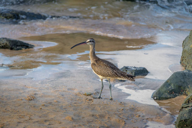 istock Hudsonian Curlew (Numenius hudsonicus) - Fernando de Noronha, Pernambuco, Brazil 881305996
