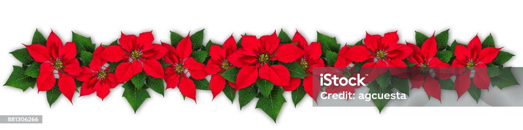 Poinsettia flower wreath Red Poinsettia flower in row, Euphorbia pulcherrima, christmas ornament Poinsettia Stock Photo