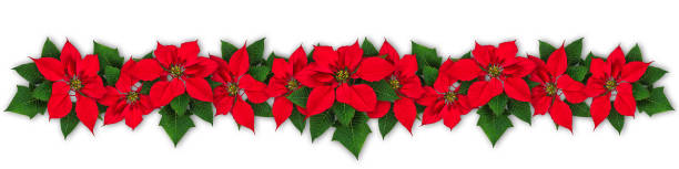 Poinsettia flower wreath Red Poinsettia flower in row, Euphorbia pulcherrima, christmas ornament red poinsettia vibrant color flower stock pictures, royalty-free photos & images