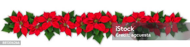 Poinsettia Flower Wreath Stock Photo - Download Image Now - Poinsettia, Christmas, Border - Frame