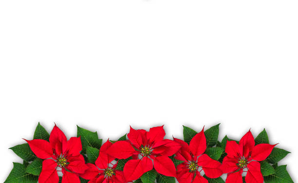 istock Poinsettia flower wreath 881306284