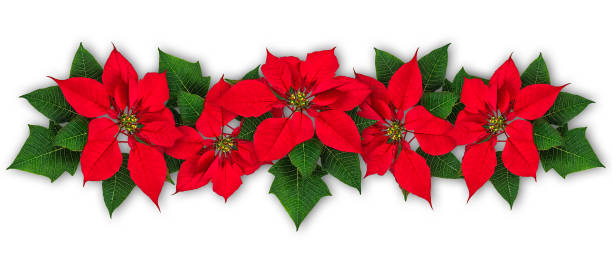 Poinsettia flower wreath Red Poinsettia flower in row, Euphorbia pulcherrima, christmas ornament red poinsettia vibrant color flower stock pictures, royalty-free photos & images