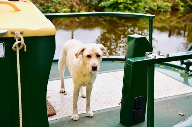 istock Labrador Retriever on an UK canal boat 881308720