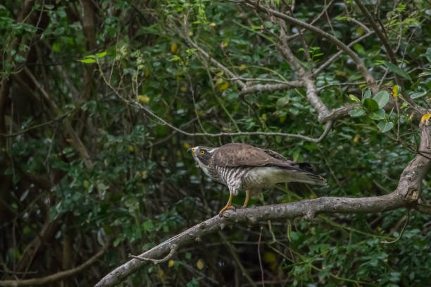 istock Grey-faced buzzard,Wintering,Butastur 881308940