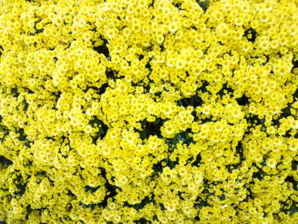 Photo of yellow flowers wallpaper