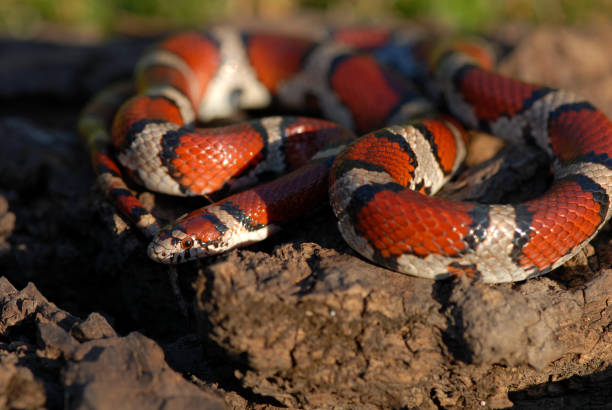istock The Red Milk Snake 881314456
