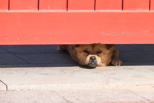 Puppy lying on the door