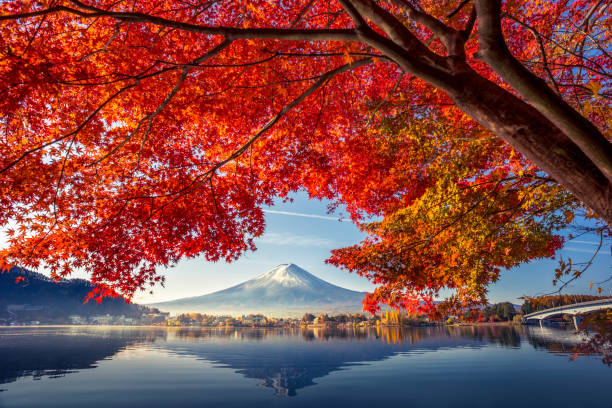 bunte herbst-saison und berg fuji mit morgennebel und rote blätter am lake kawaguchiko ist einer der besten orte in japan - chubu region stock-fotos und bilder