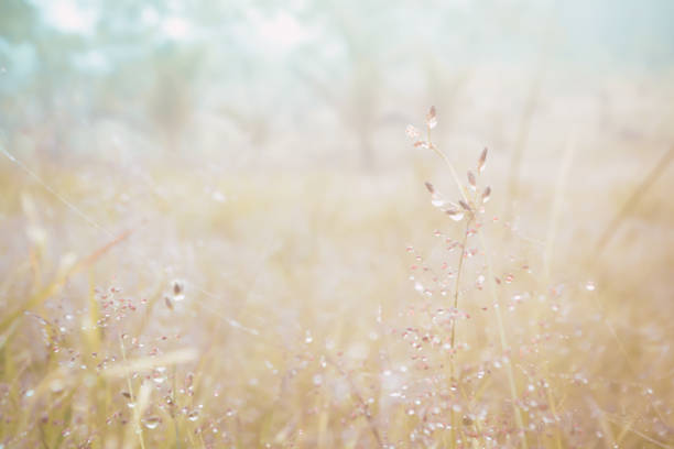 grass flower in morning sunrise  abstract spring and  summer  nature background