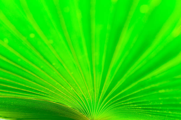 Texture of green palm leaf for backgroundTexture of green palm leaf for background