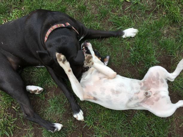 istock High angle view of two dogs playing in grass 881336866