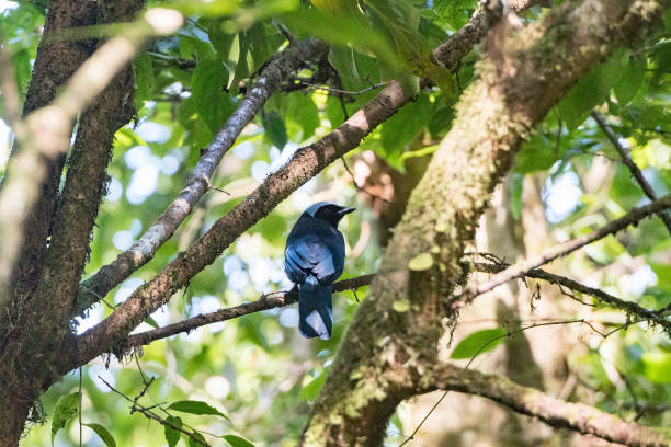 istock Azure Hooded Jay in the Cloud Forest 881337342