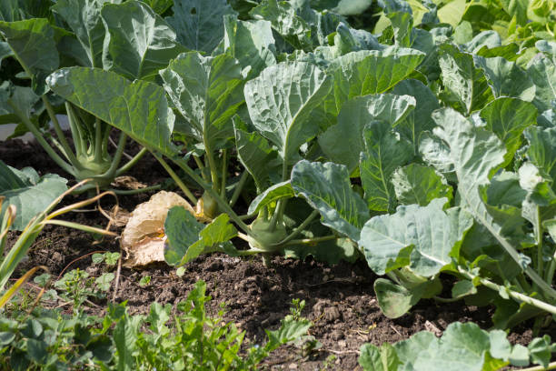 istock vegetable plants on a cottage garden 881344480