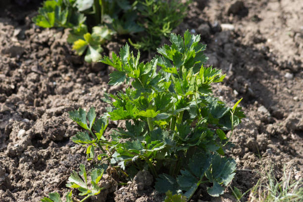 istock vegetable plants on a cottage garden 881344514