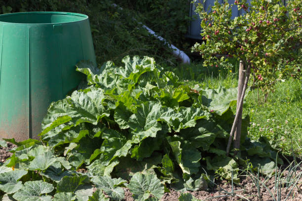 istock vegetable plants on a cottage garden 881344592