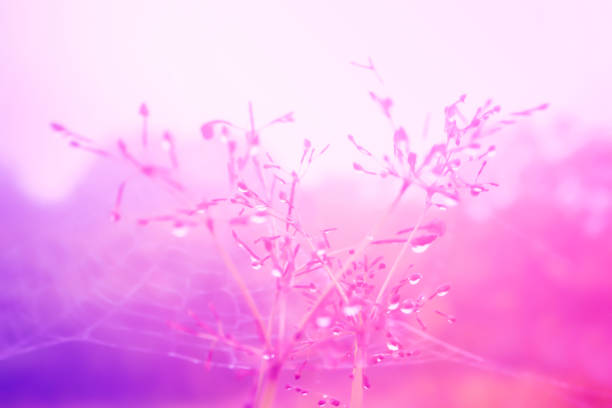 istock Soft focus grass flower spring,summer fresh nature background 881348018