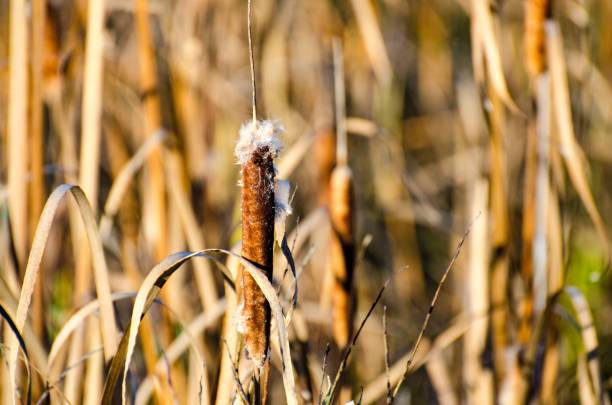 Cattails in a Marsh in autumn in the Assiniboine Forest, Winnipeg, Manitoba, Canada