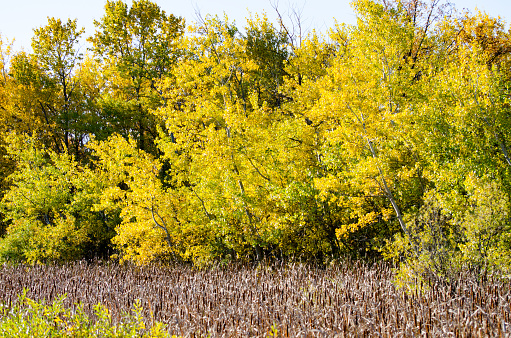 Marsh in autumn in the Assiniboine Forest, Winnipeg, Manitoba, Canada