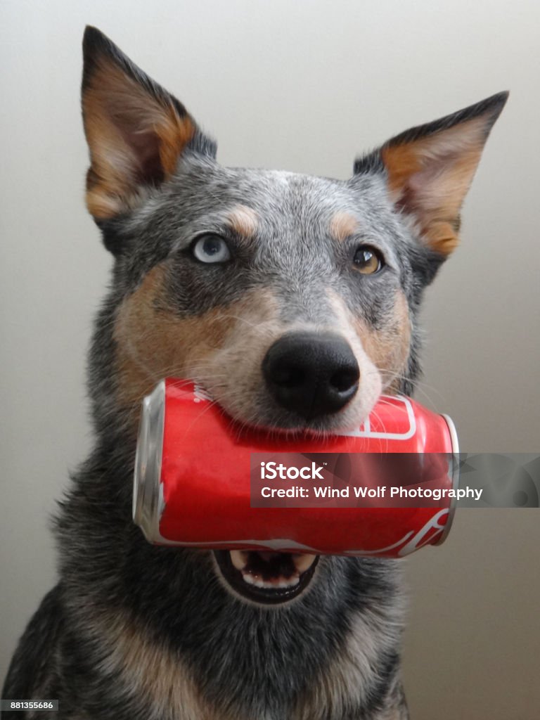 Blue Heeler Mix Dog holding Soda Can Blue Heeler Mixed Breed Dog Holding Red Soda Can in Mouth Dog Stock Photo