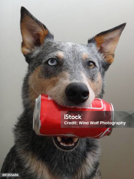 Blue Heeler Mix Dog Holding Soda Can Stock Photo - Download Image Now - Dog, Soda, Animal Tricks