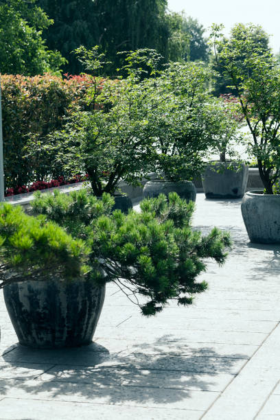 istock flowerpots   with ornamental bush 881362618