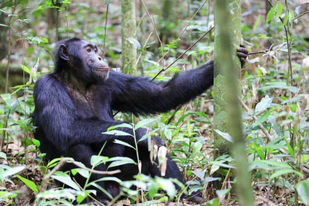 istock Male chimpanzee resting in the Kibale Forest, Uganda 881362630