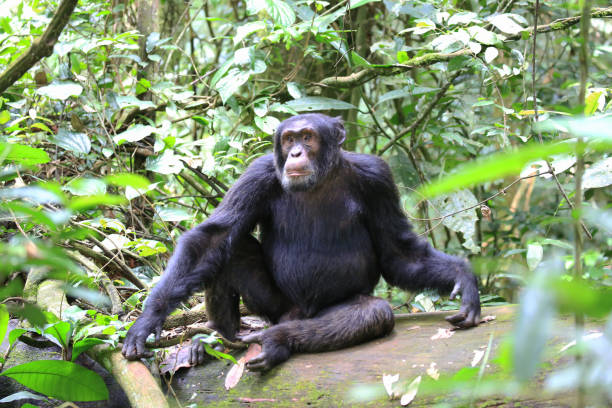 istock Male chimpanzee resting in the Kibale Forest, Uganda 881365432