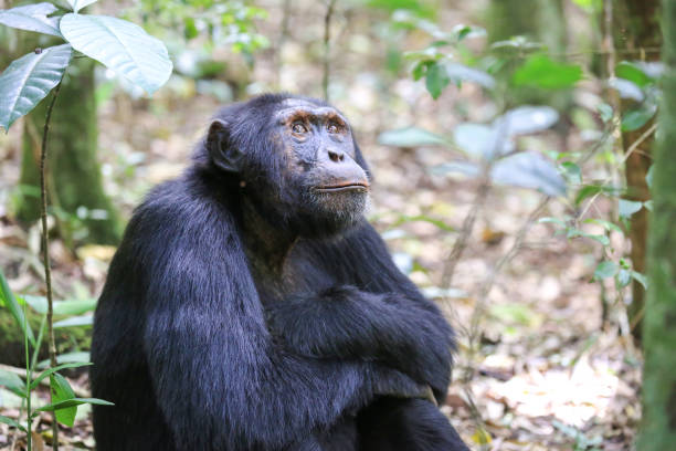 istock Male chimpanzee resting in the Kibale Forest, Uganda 881365590