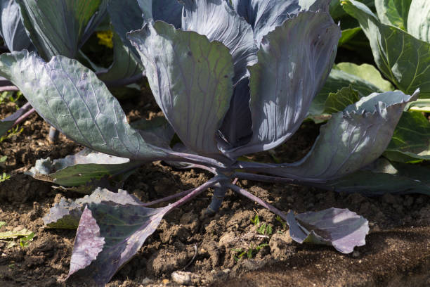 istock close look at vegetable plants on a cottage garden 881369178