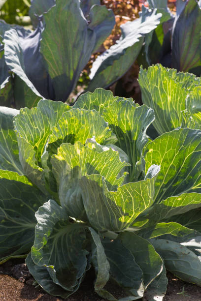 istock close look at vegetable plants on a cottage garden 881369848