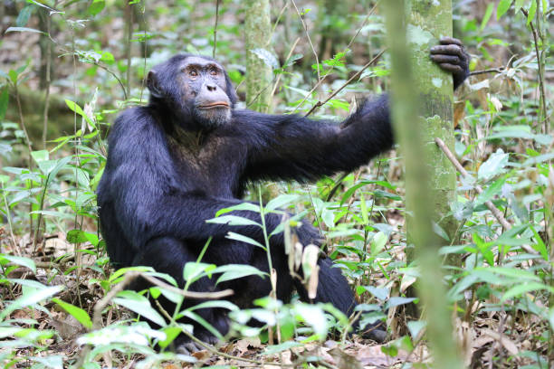 istock Male chimpanzee resting in the Kibale Forest, Uganda 881376518