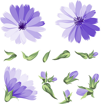 Set of chicory flowers elements. Botanical illustration. Collection of chicory on a white background. Blue chicory flowers isolated on white background. Vector illustration.