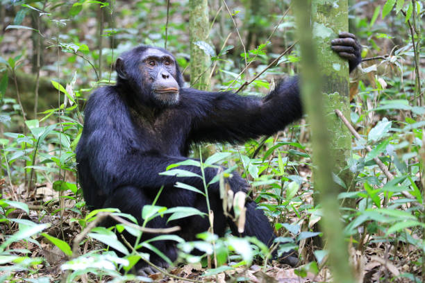 istock Male chimpanzee resting in the Kibale Forest, Uganda 881381840