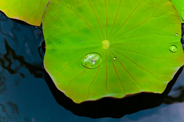 istock Green Leaves Bali 881387684