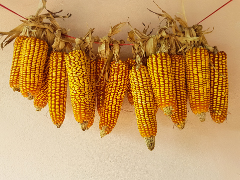 Pretty patterned dried ears of corn hanging from a red nylon string as decoration in an old outside Chinese restaurant. Corn is traditionally hung in Asia to dry so the kernels can be used as seeds for planting, in this case it is for decoration.