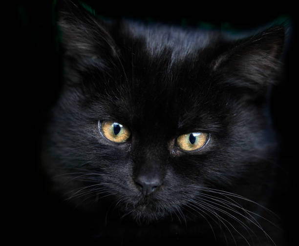 istock portrait of black kitten 881418434