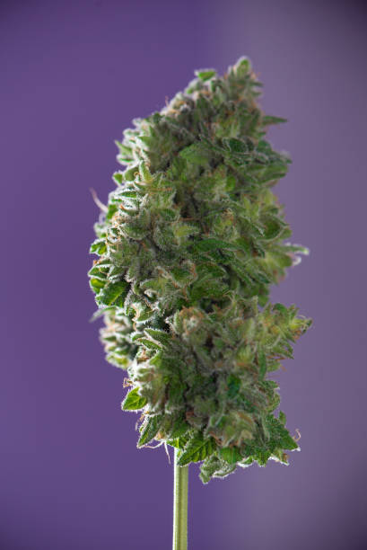 istock Trimmed cannabis cola (mangolope marijuana strain) isolated on purple background 881418988