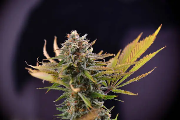 View of cannabis cola (Russian Doll marijuana strain) with visible hairs, trichomes and leaves on late flowering stage