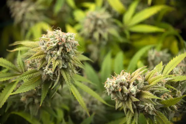 Close up detail of Cannabis cola (Sour Diesel marijuana strain) with visible hairs, trichomes and leaves on late flowering stage