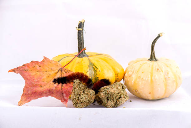 Caterpillar sitting on cannabis nugs & gourds isolated over white - fotografia de stock