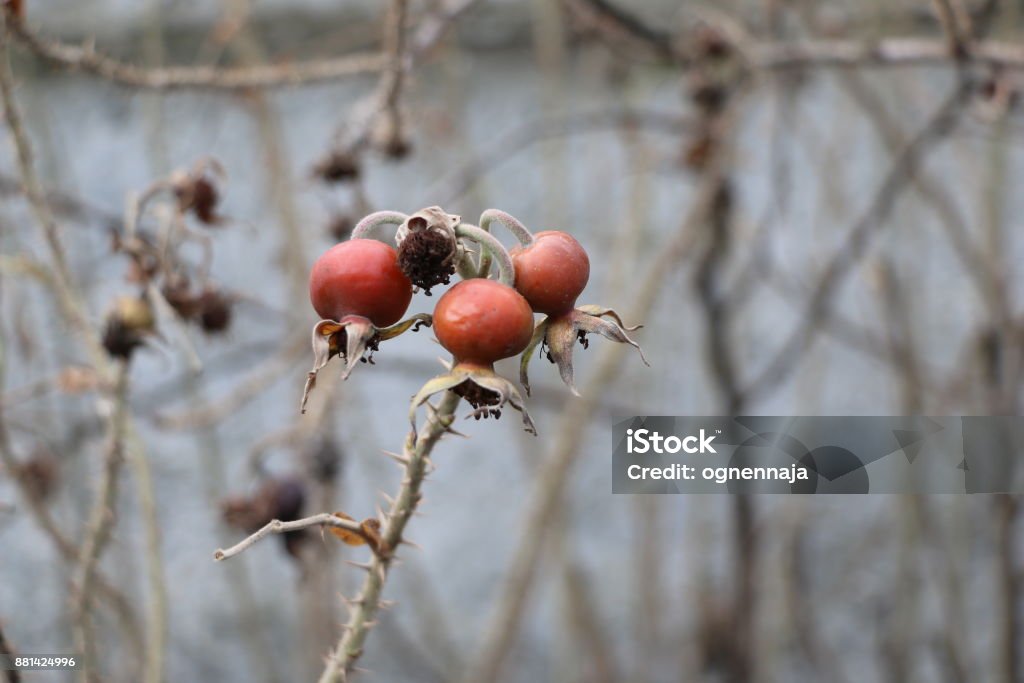 withering branches with thorns and ripe rose hips on a concrete wall background dried bush of rose hips with thorny branches and overripe fruits and a background of concrete wall Agriculture Stock Photo