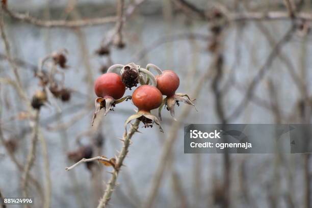 Withering Branches With Thorns And Ripe Rose Hips On A Concrete Wall Background Stock Photo - Download Image Now