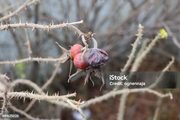 Withering Branches With Thorns And Ripe Rose Hips On A Concrete Wall Background Stock Photo - Download Image Now