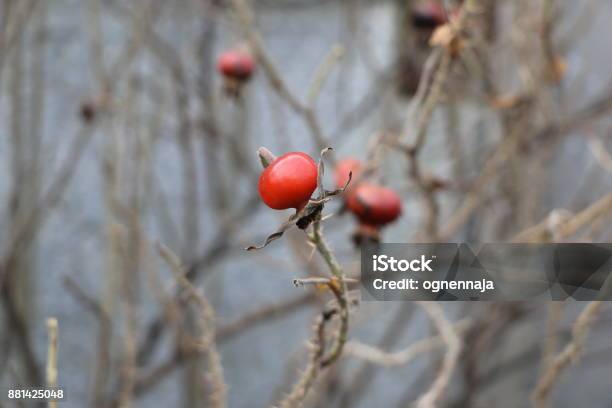 Withering Branches With Thorns And Ripe Rose Hips On A Concrete Wall Background Stock Photo - Download Image Now